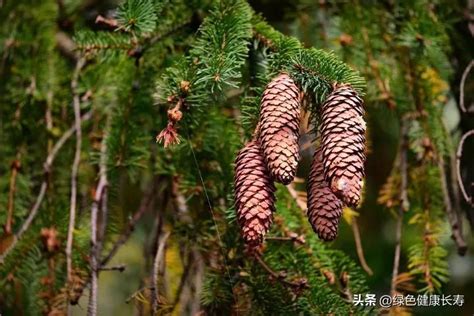 松树|盘点中国常见的十五种松树，你钟爱哪一种？